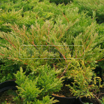 juniperus horizontalis