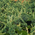 juniperus squamata meyeri